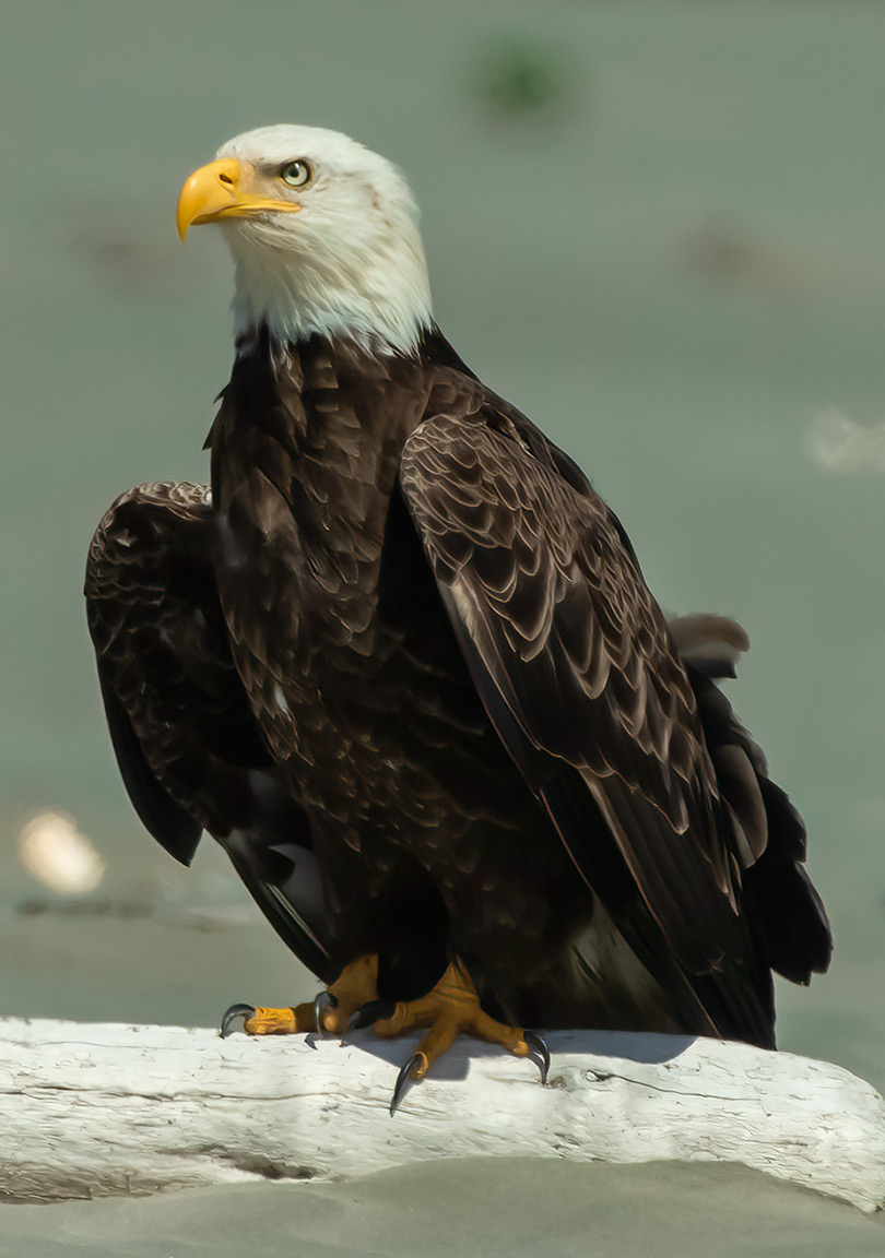 Washington Coast Eagle 01